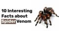 10 Interesting Facts about Spider Venom