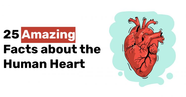 25 Amazing Facts about the Human Heart
