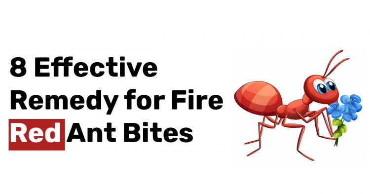 8 Effective Remedy for Fire Red Ant Bites