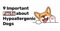 9 Important Facts about Hypoallergenic Dogs