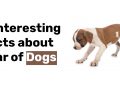 4 Interesting Facts about Fear of Dogs
