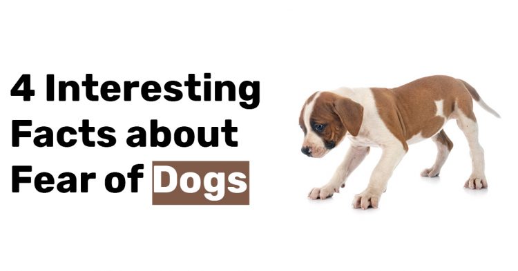 4 Interesting Facts about Fear of Dogs