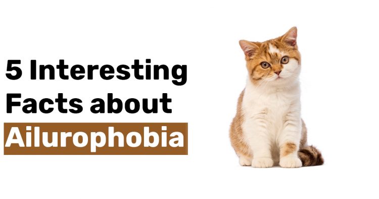 5 Interesting Facts about Ailurophobia