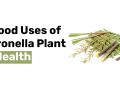 8 Good Uses of Citronella Plant to Health